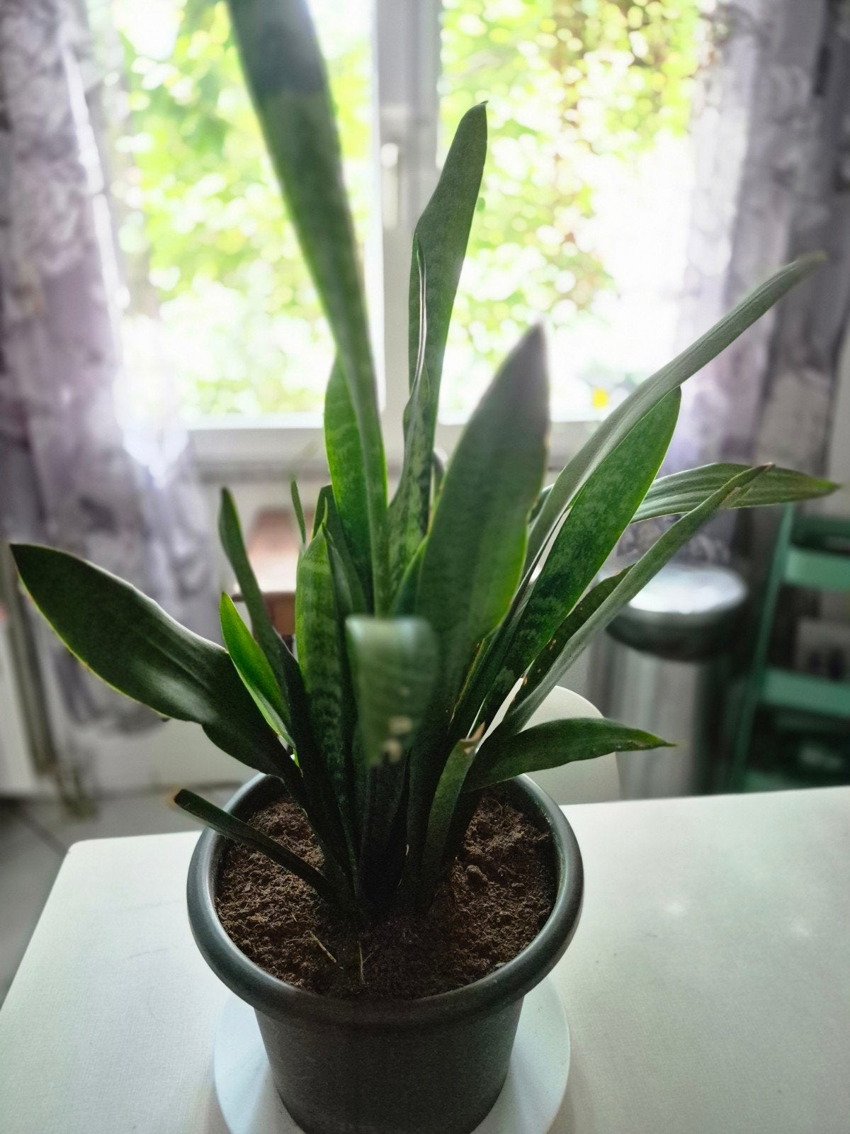 oersterke sanseveria met plastic pot, Enlèvement