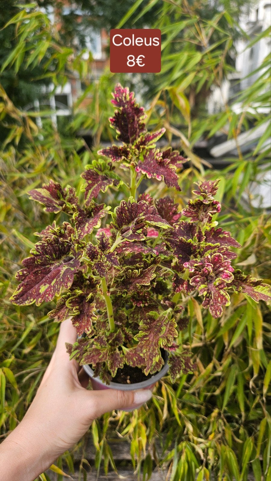 Coleus, Enlèvement ou Envoi