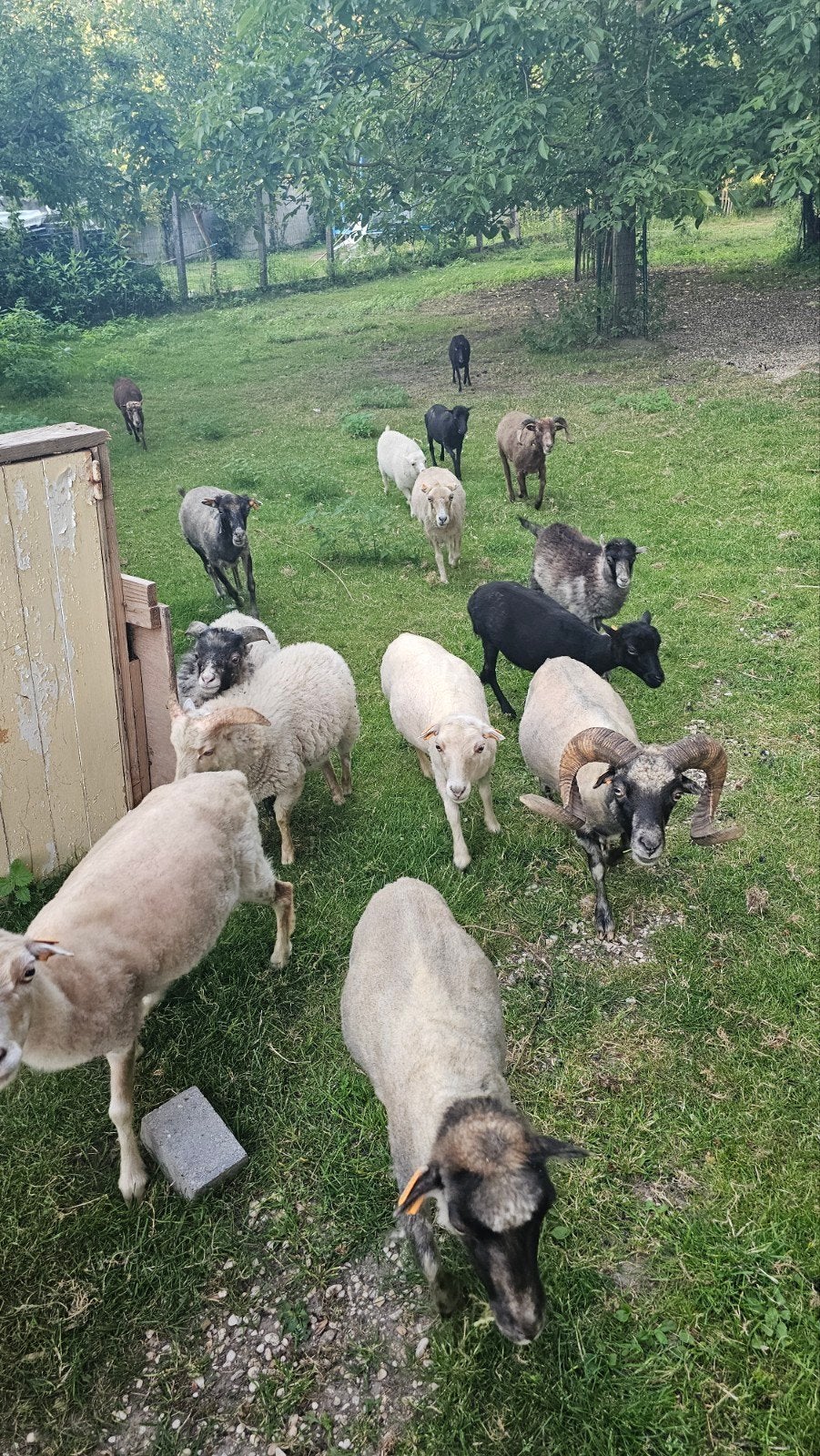 4 eenjarige ouessant ooikes zonder stamboom, Dieren en Toebehoren, Schapen, Geiten en Varkens