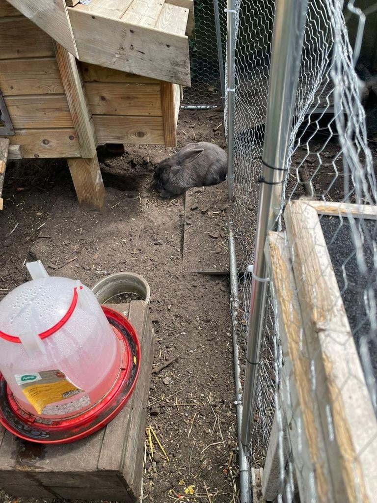Vlaamse reus zoekt gouden mandje omdat zij.2 vriendjes zijn, Dieren en Toebehoren