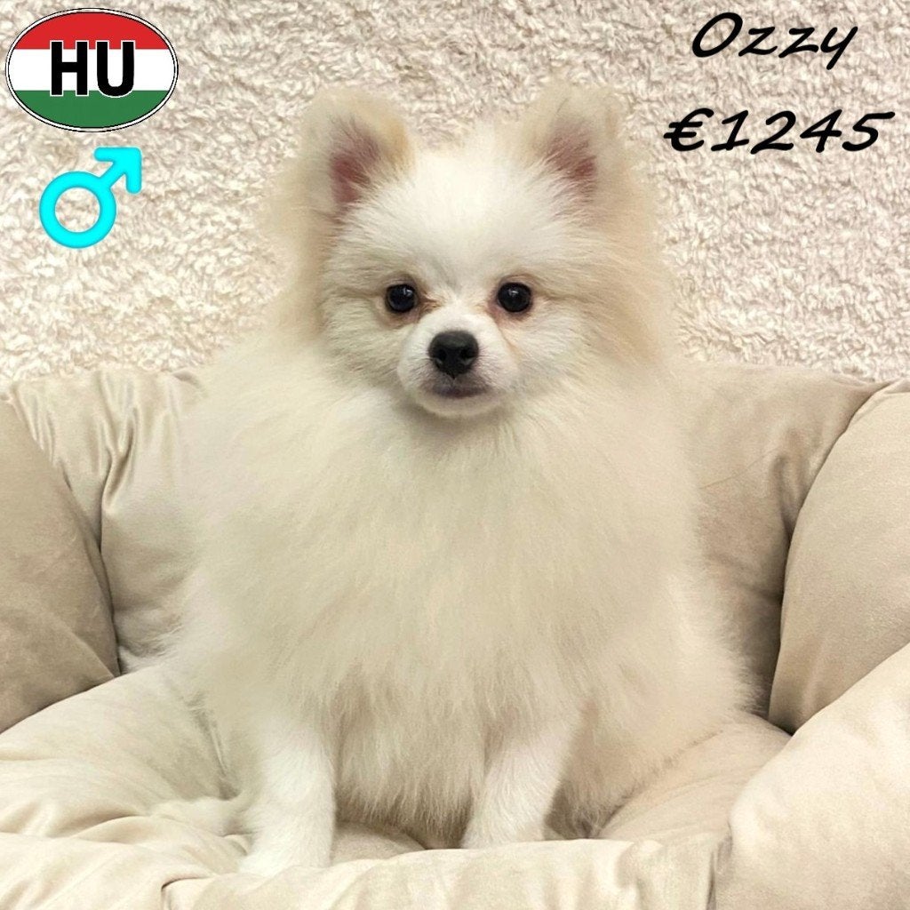 Oona & Ozzy, Keesjes te koop, 15 weken tot 1 jaar, Buitenland, Parvo, Meerdere