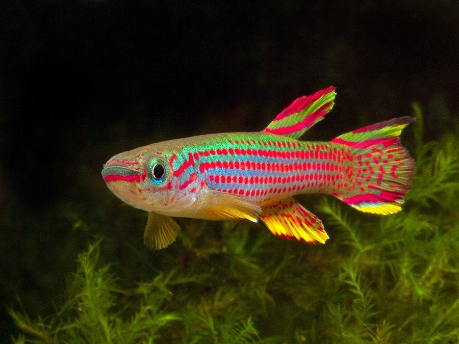 Gezocht Aphosemion striatum., Dieren en Toebehoren