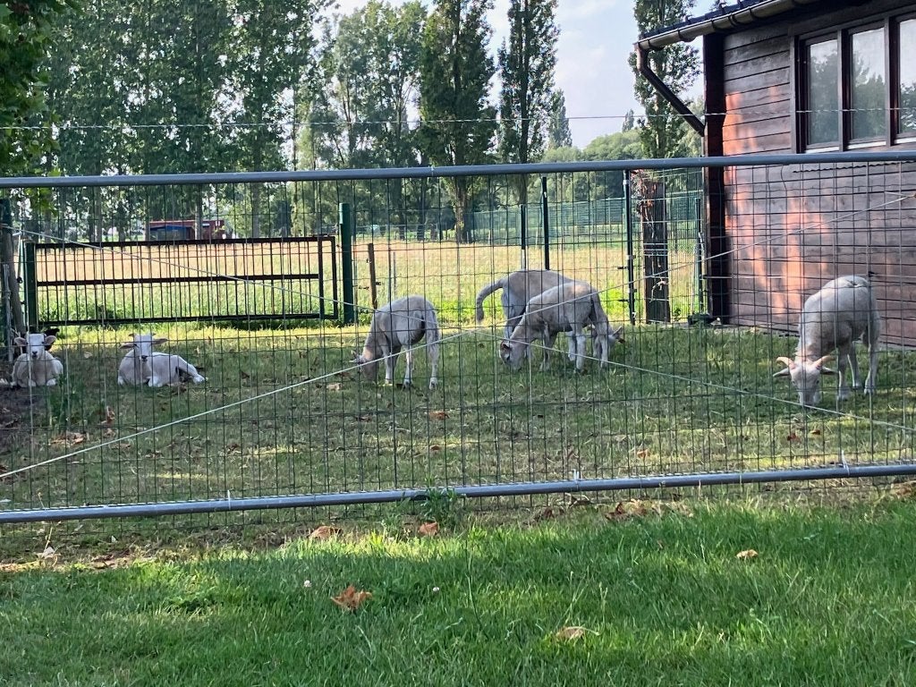 Lammeren Wiltshire Horn te koop, Dieren en Toebehoren, Schaap