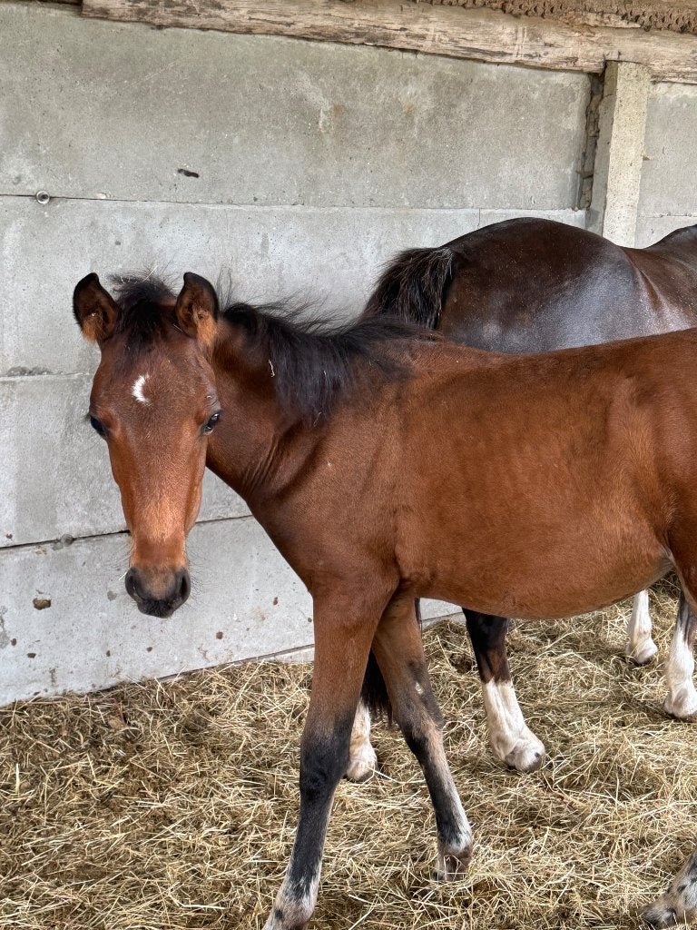 Merrie veulen te koop, Avec pedigree, 0 à 2 ans, Non dressé, Poney de saut