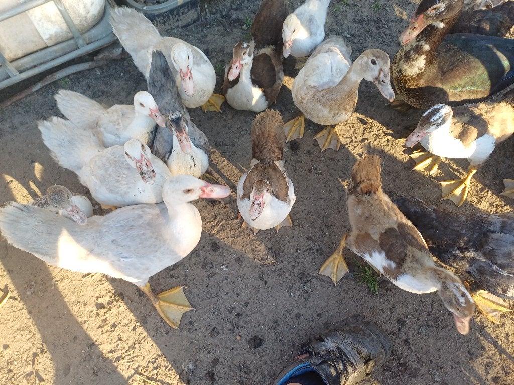 Barbrieeenden, Meerdere dieren, Eend