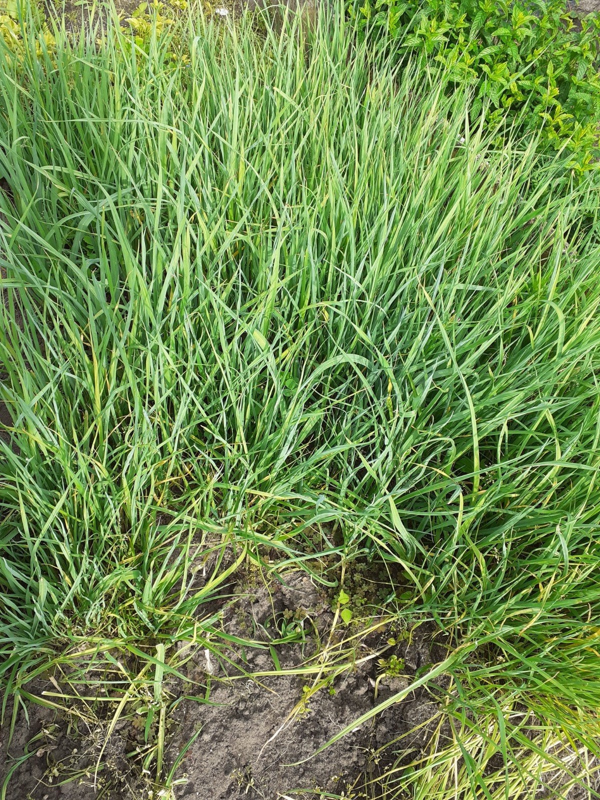 Wïnterpreiplanten, Tuin en Terras, Planten | Tuinplanten, Ophalen