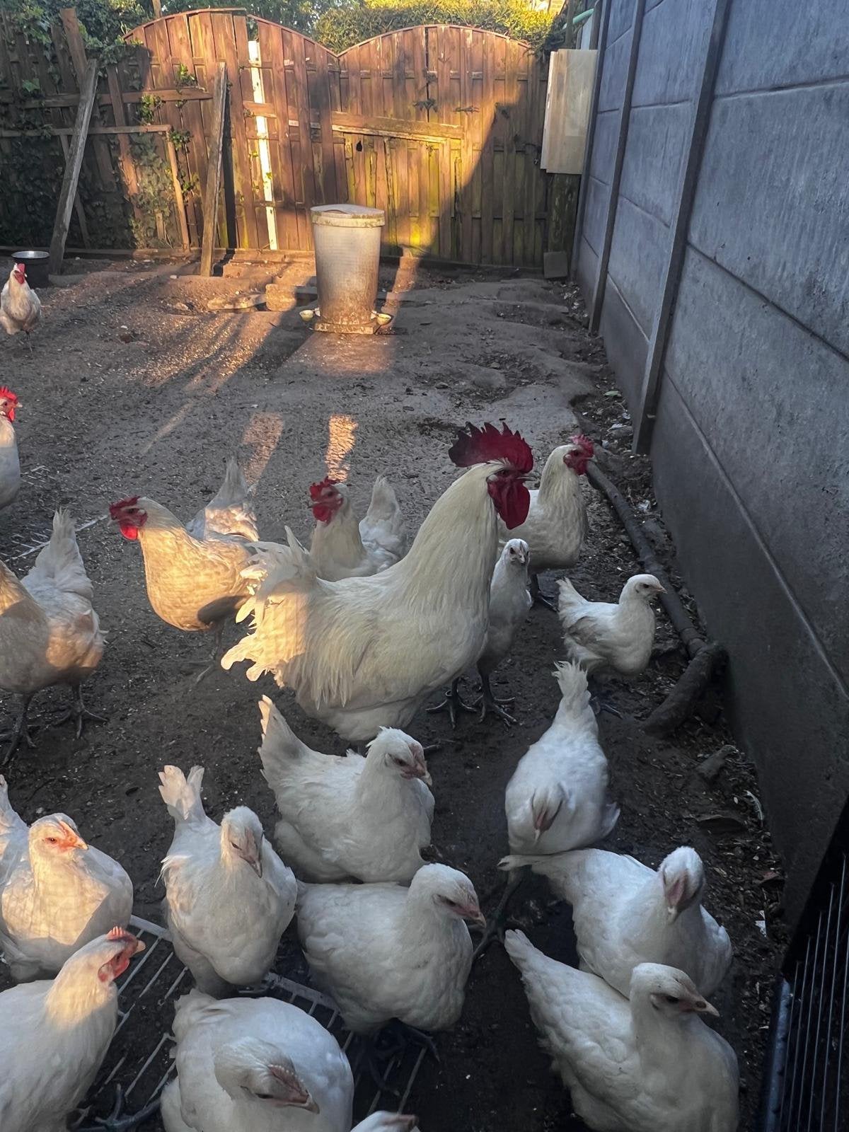 Broedeieren van poule de bresse