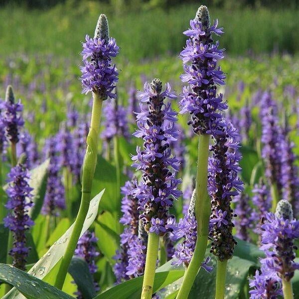 Waterplant snoekkruid zoals op foto, Ophalen