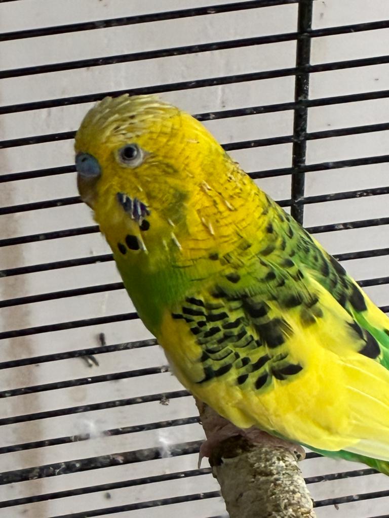 2 mannelijke grasparkieten te koop, Dieren en Toebehoren, Vogels | Parkieten en Papegaaien, Mannelijk