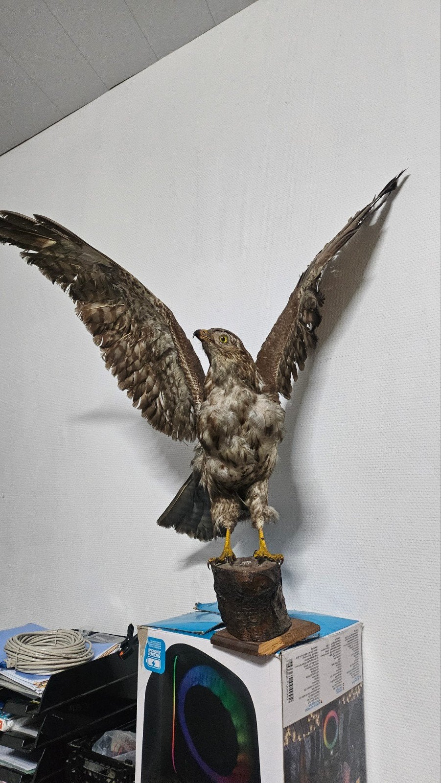 épervier d europe, Enlèvement, Comme neuf, Oiseaux, Animal empaillé
