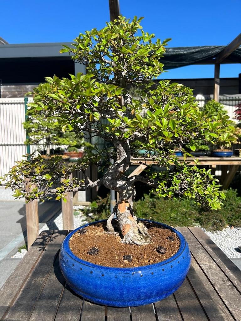 Chinese Olm, Tuin en Terras, Ophalen