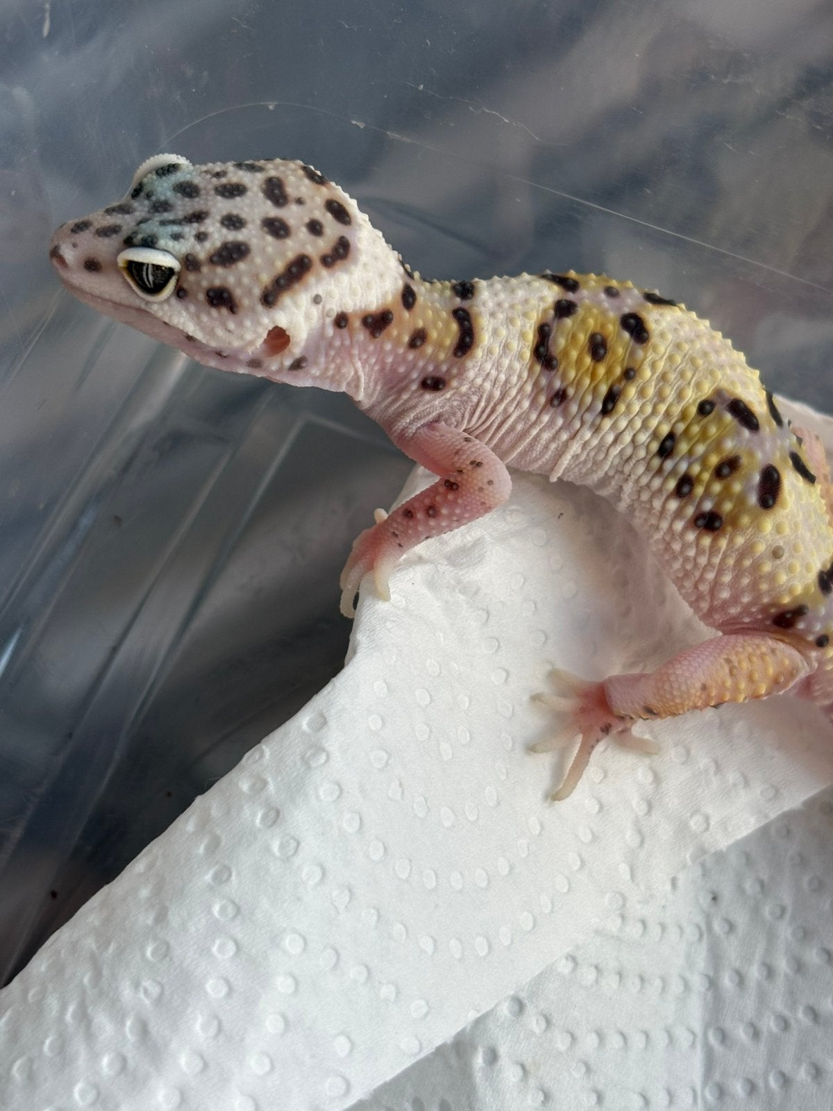 Gem snow luipaardgekko man, Animaux & Accessoires, Reptiles & Amphibiens, Lézard, Domestique, 0 à 2 ans