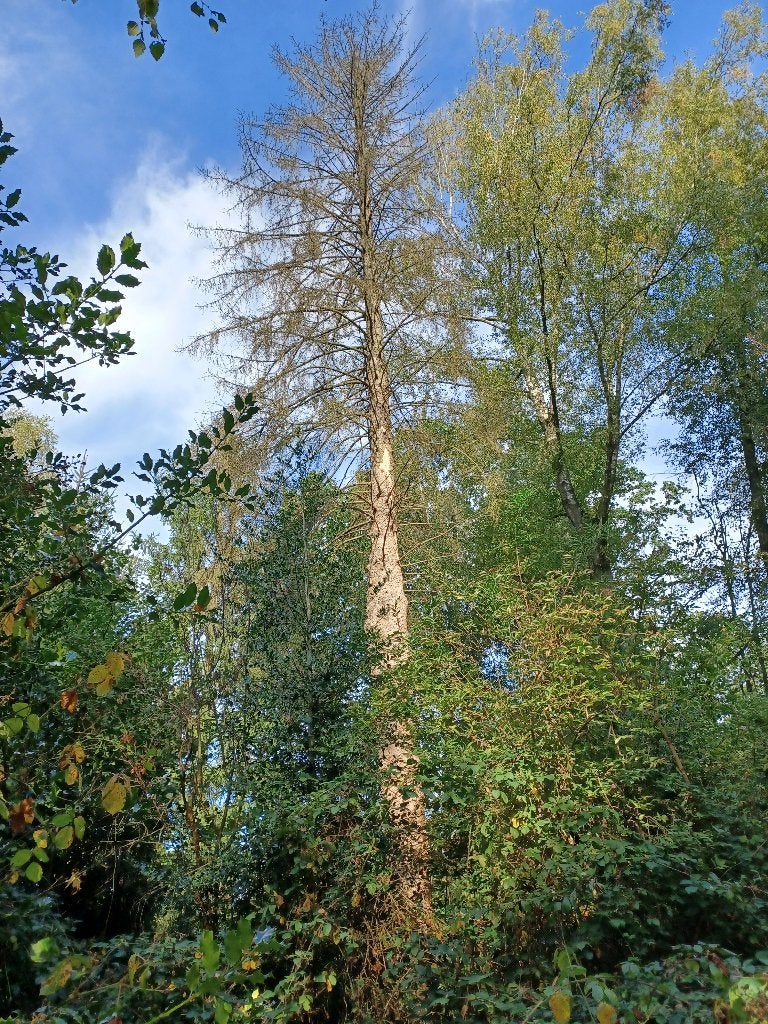 Grote dode den 30 m hoog, 3 tot 6 m³, Ophalen, Overige houtsoorten, Stammen
