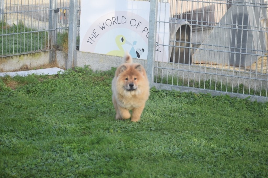 Chow-chow pups, 15 weken tot 1 jaar, Buitenland, Poolhond, CDV (hondenziekte)