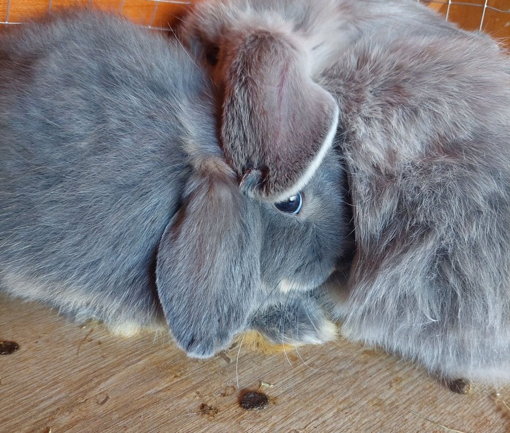 raszuivere minilopjes, Dieren en Toebehoren, Vrouwelijk, Dwerg, Hangoor, 0 tot 2 jaar