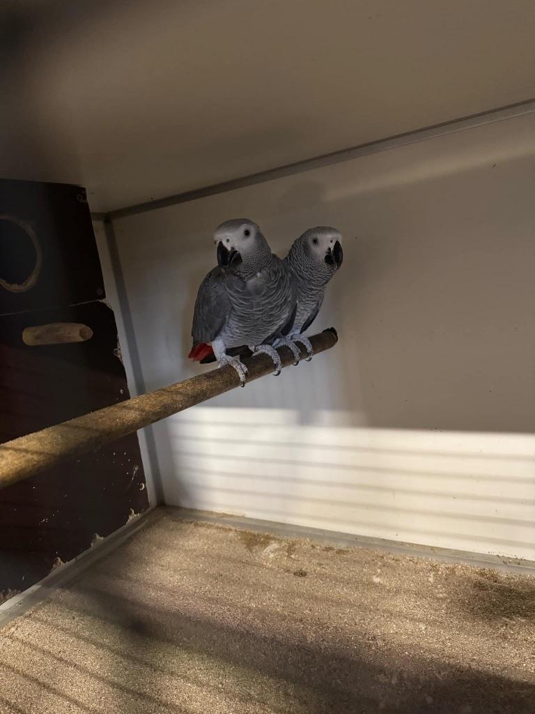 Grijze roodstaart kweekpop GEZOCHT, Dieren en Toebehoren, Vrouwelijk, Papegaai