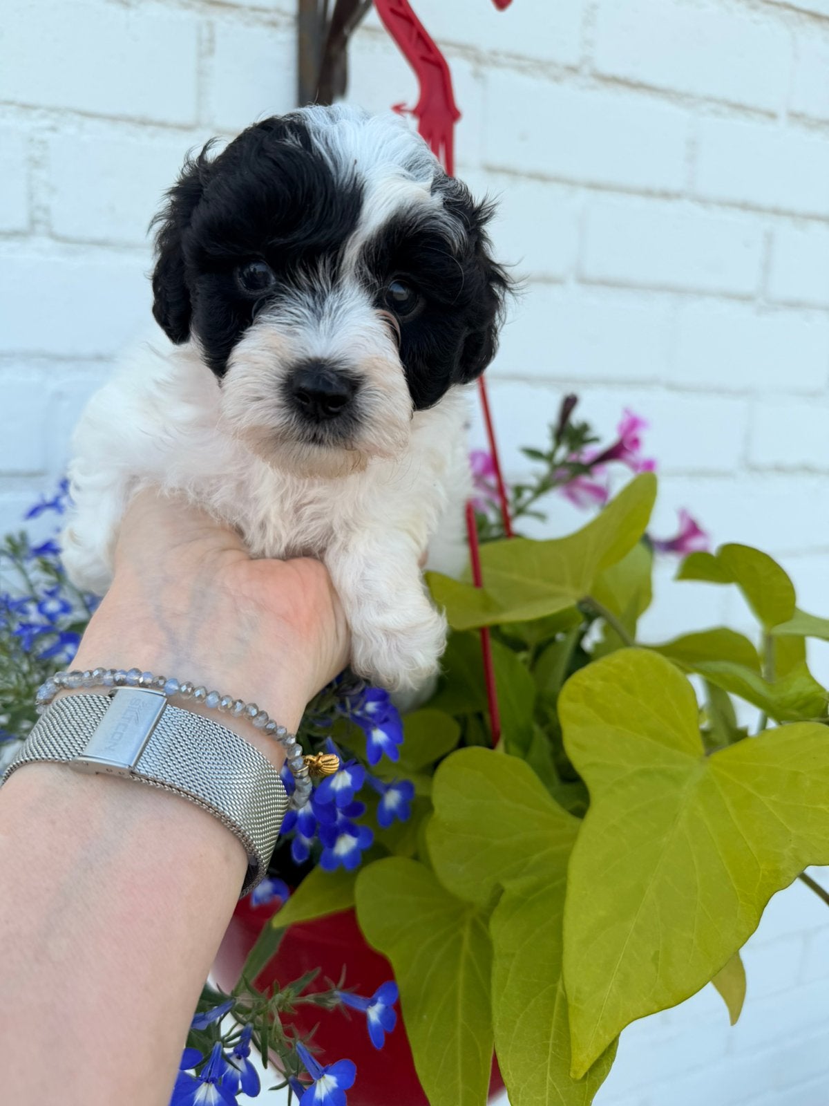Maltipoo pups, Dieren en Toebehoren, Honden | Niet-rashonden, Klein, Meerdere dieren, Fokker | Hobbymatig, Meerdere, België, 8 tot 15 weken