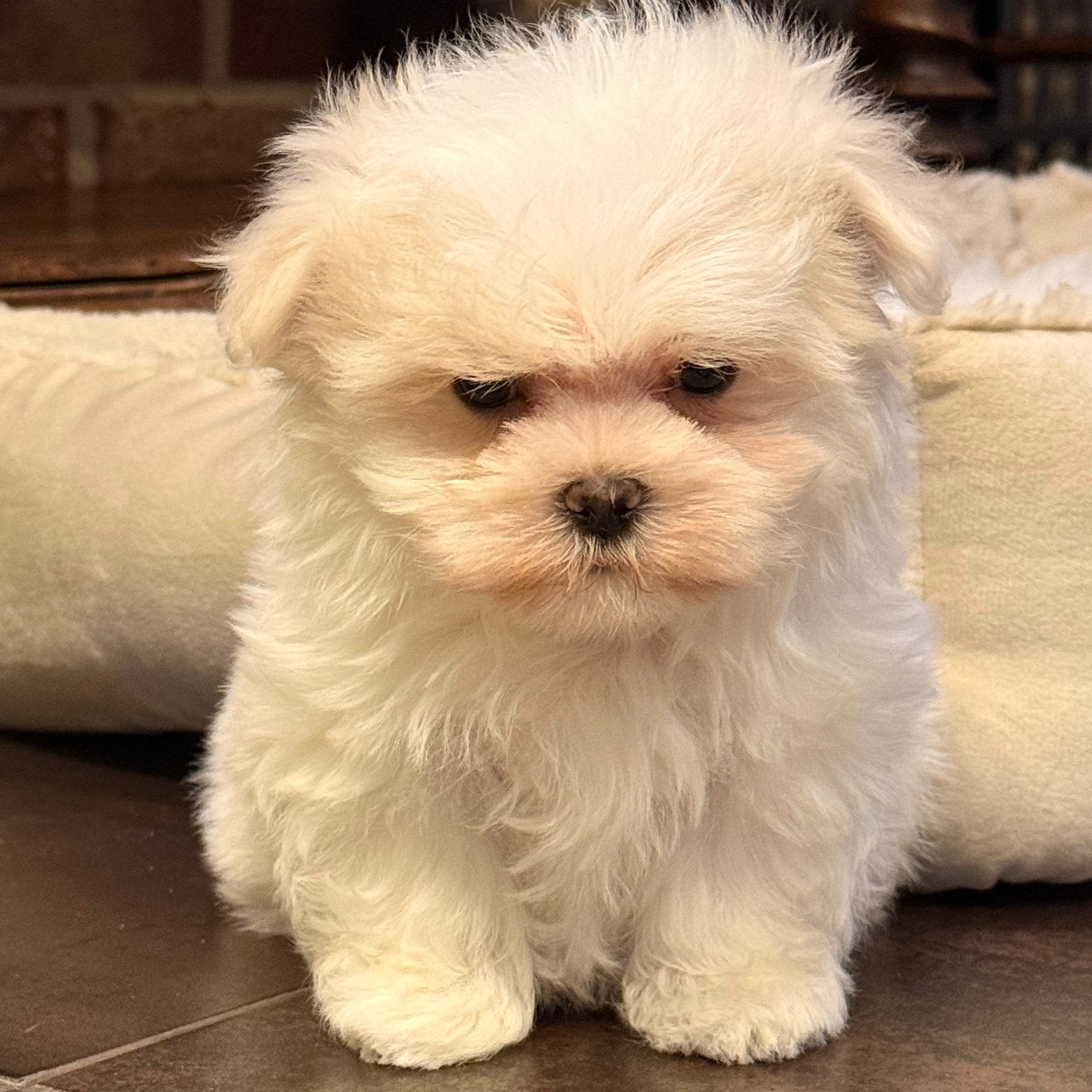 Maltezer mini pupjes, Dieren en Toebehoren, België, Maltezer, Reu, CDV (hondenziekte)