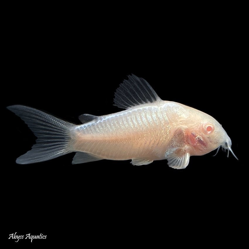 Corydoras aeneus albino, Animaux & Accessoires, Poissons | Poissons d'aquarium, Poisson, Poisson d'eau douce, Banc de poissons