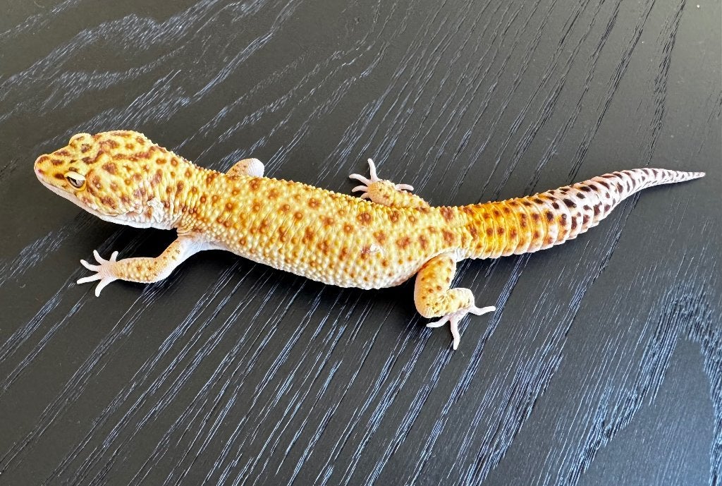Luipaardgekko's White & Yellow Tremper albino, Hagedis, 0 tot 2 jaar
