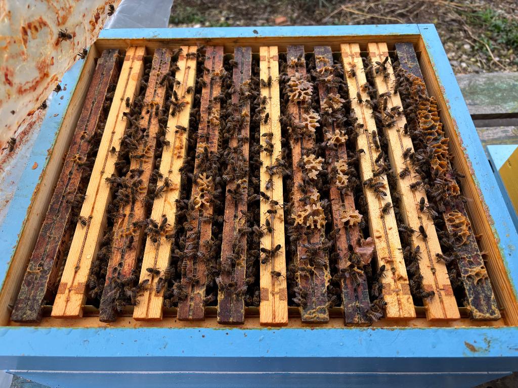 Bijenvolk, Abeilles