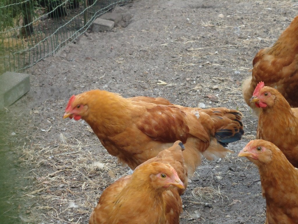jonge new hampshire hanen, Mâle, Poule ou poulet