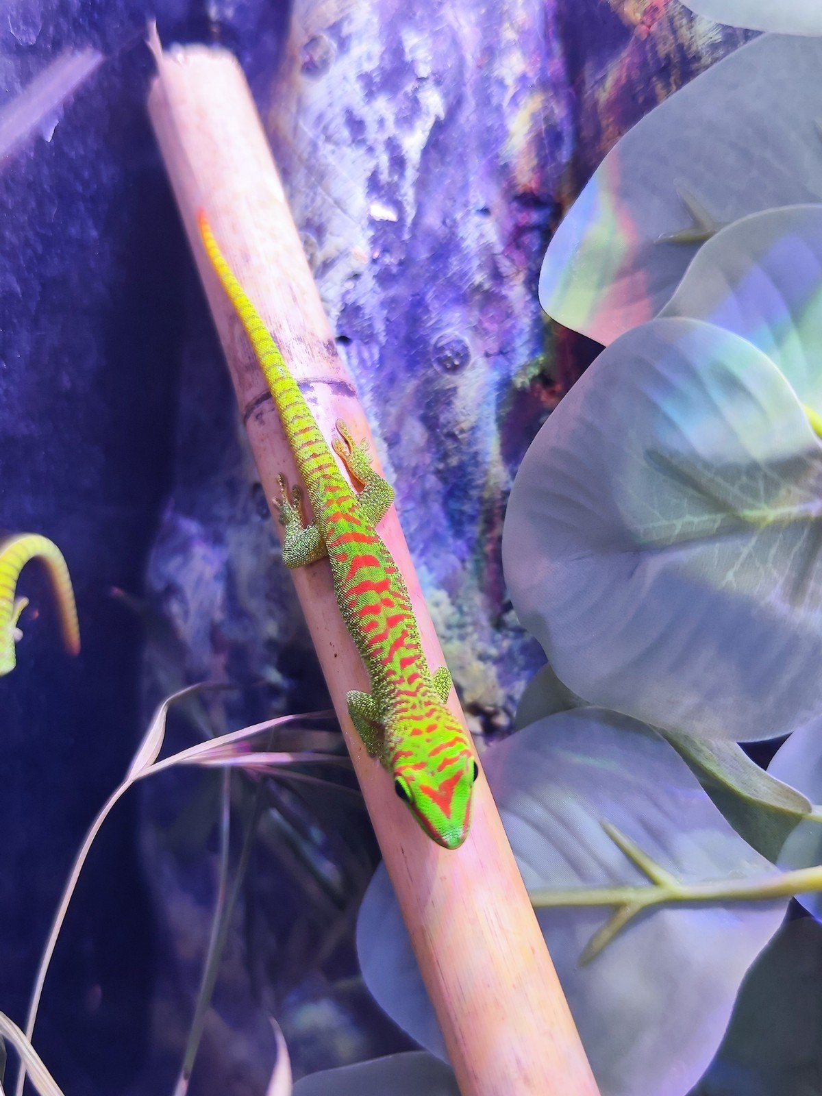Phelsuma grandis