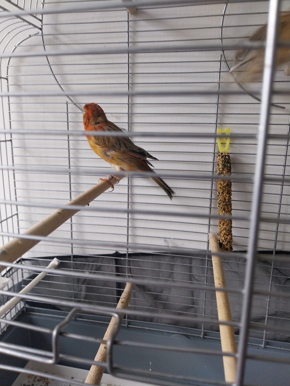 mooie kanaries (€15 per stuk), Dieren en Toebehoren, Ophalen