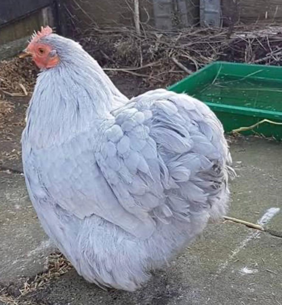 Broedeieren Cochin kriel parelgrijs, Dieren en Toebehoren, Pluimvee