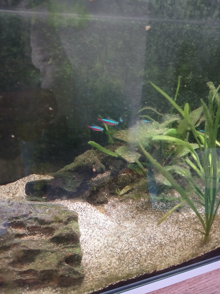 Poisson, Animaux & Accessoires, Poisson