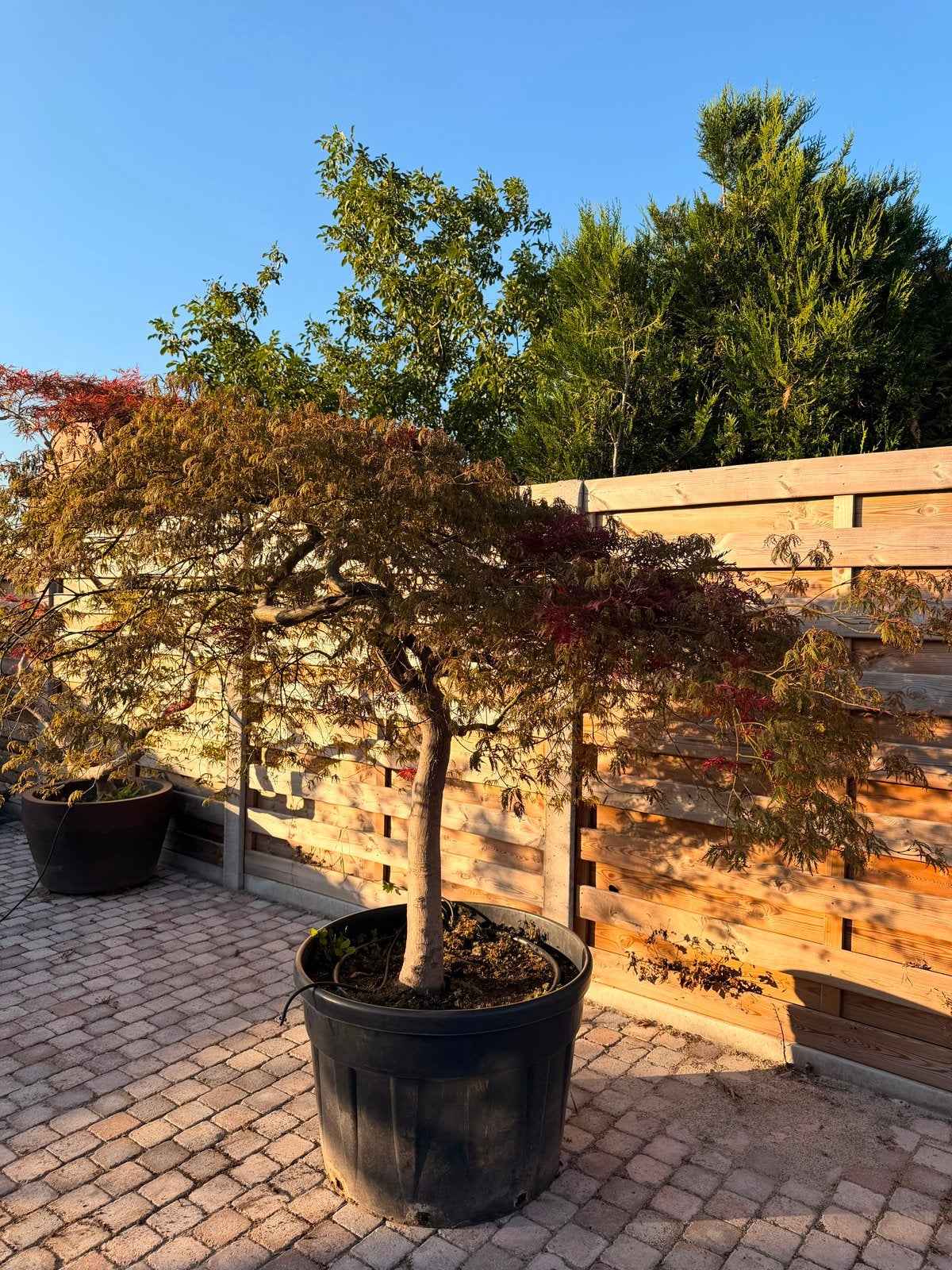 Japanse esdoorn in pot, Enlèvement, En pot
