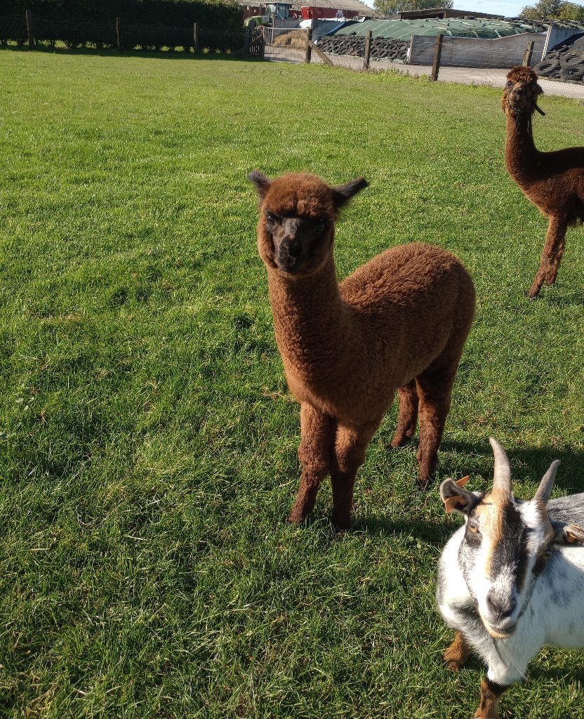 Alpaca veulen hengst, Dieren en Toebehoren, Juni, Mannelijk