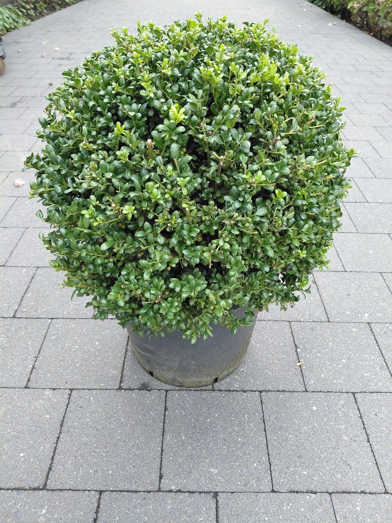 Ilex Convexa bol, Tuin en Terras, Ophalen, Halfschaduw