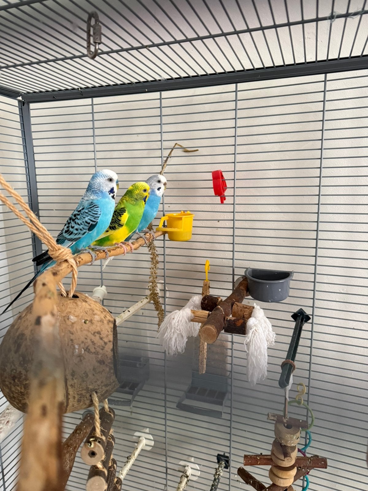 3 parkieten + grote kooi + veel accessoires & voer, Dieren en Toebehoren, Vogels | Parkieten en Papegaaien