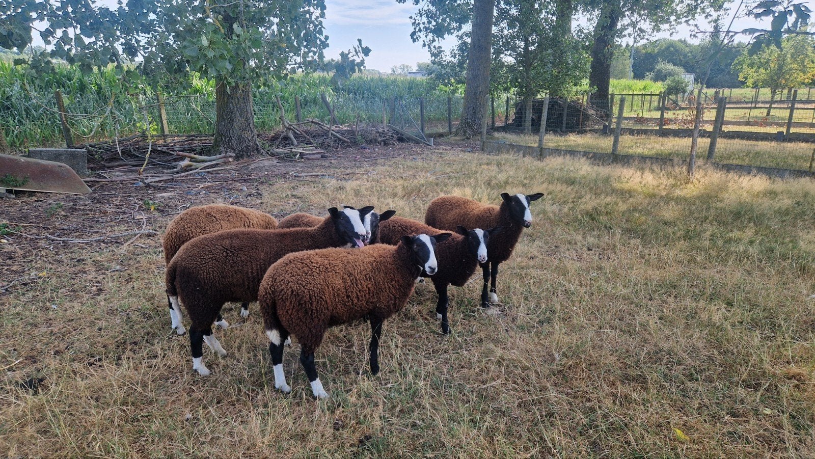 Zwartbles rammen, Mâle, Mouton