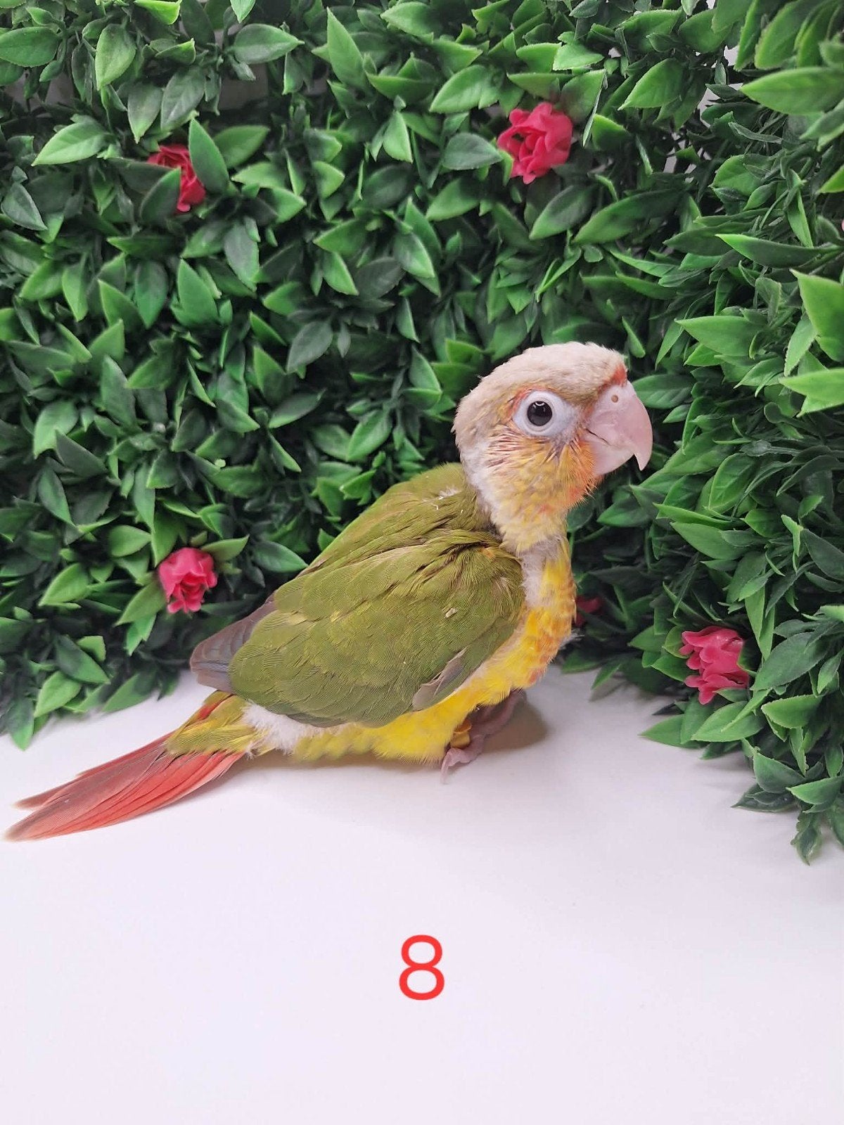 Conure opaline ananas, Animaux & Accessoires