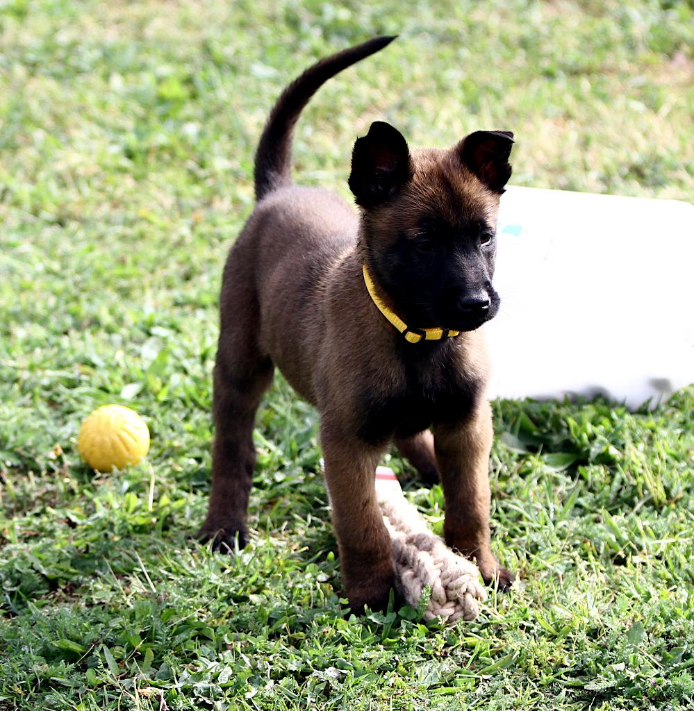 mechelse herder pup reu, België, Particulier, Reu, 8 tot 15 weken