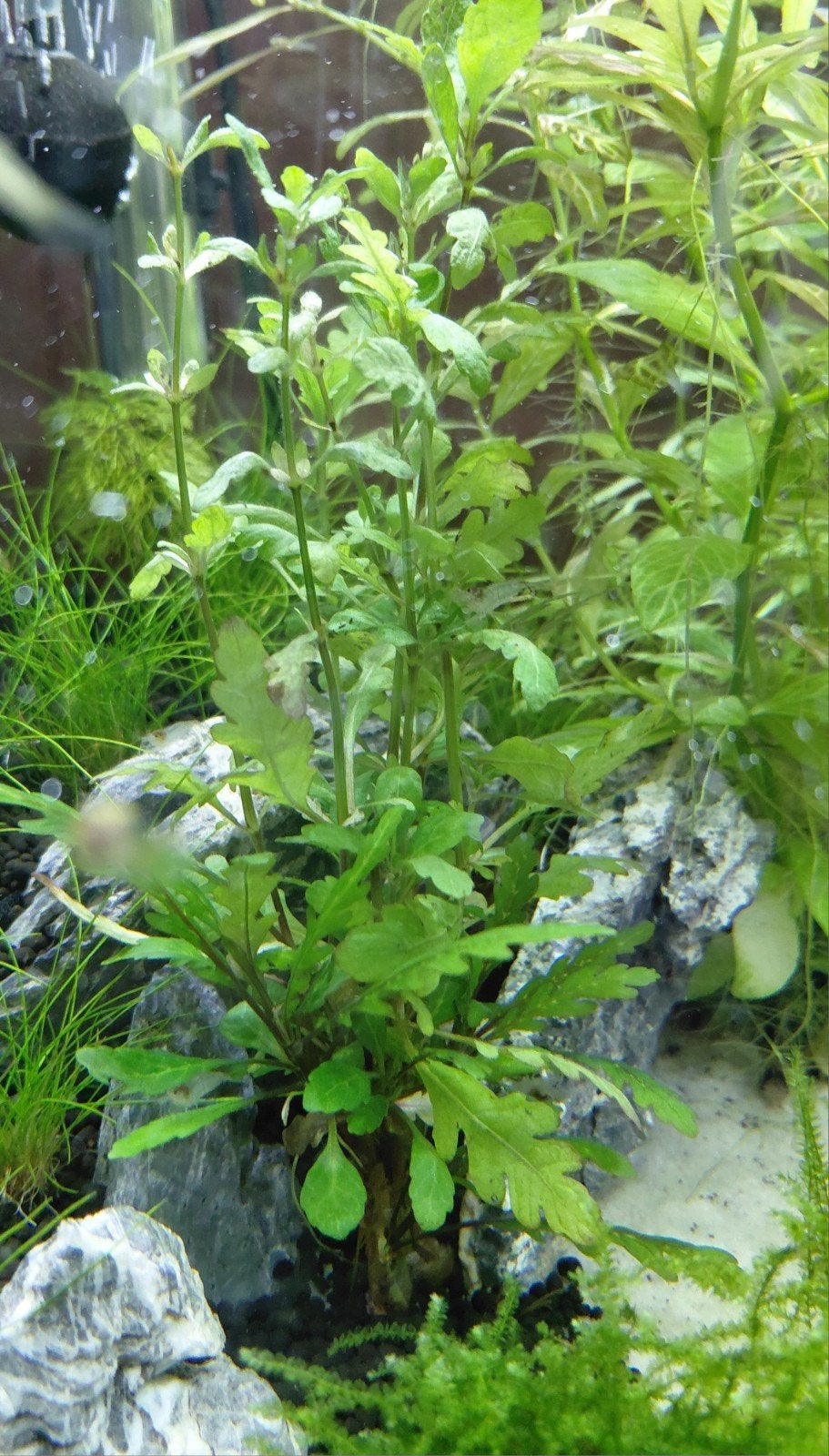 Aquariumplant - Hygrophilla Pinitifida - 6 stekjes/plantjes, Ophalen of Verzenden