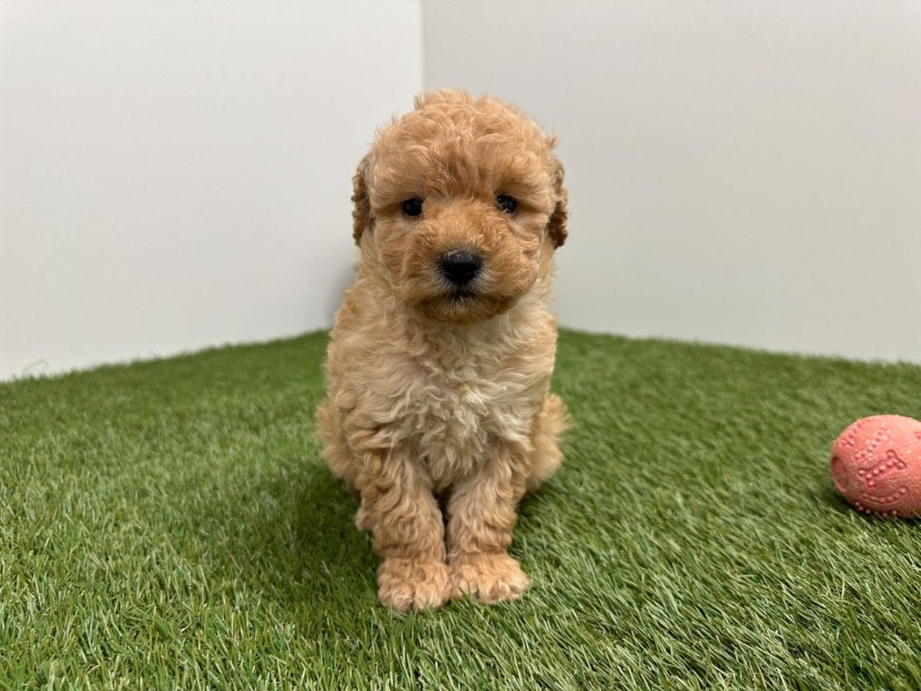 Nestje Toy Poedel pups