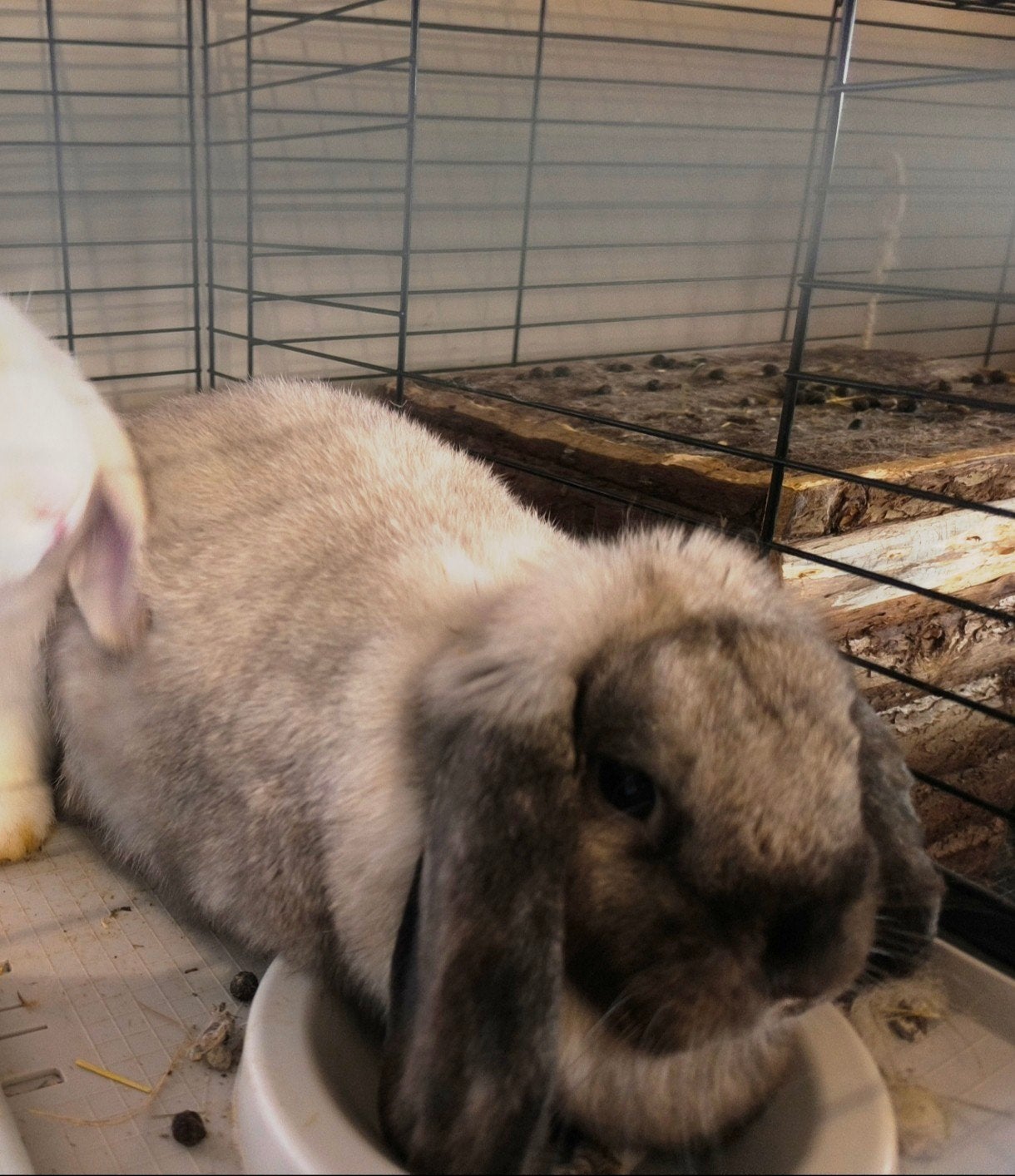 prachtige mooie voedster met kooi., Dieren en Toebehoren, Konijnen