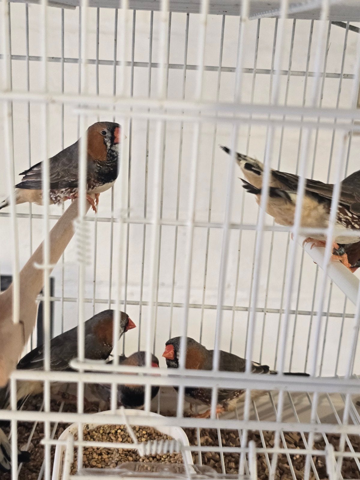 Grote Zwartborst zebravinken koppels 2026

Vraagprijs is 20€, Tropenvogel