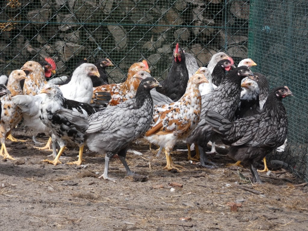 jonge leghorn en andalusier hennen, Dieren en Toebehoren, Meerdere dieren, Kip