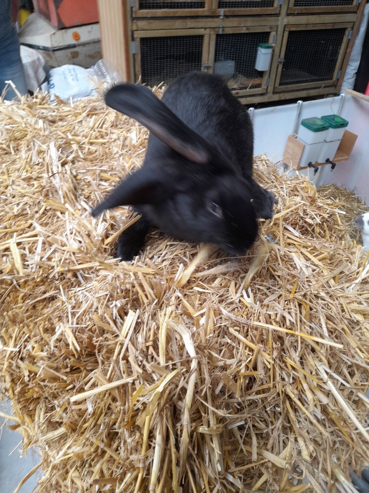 Lotharinger Voedster, Femelle, Grand, 0 à 2 ans