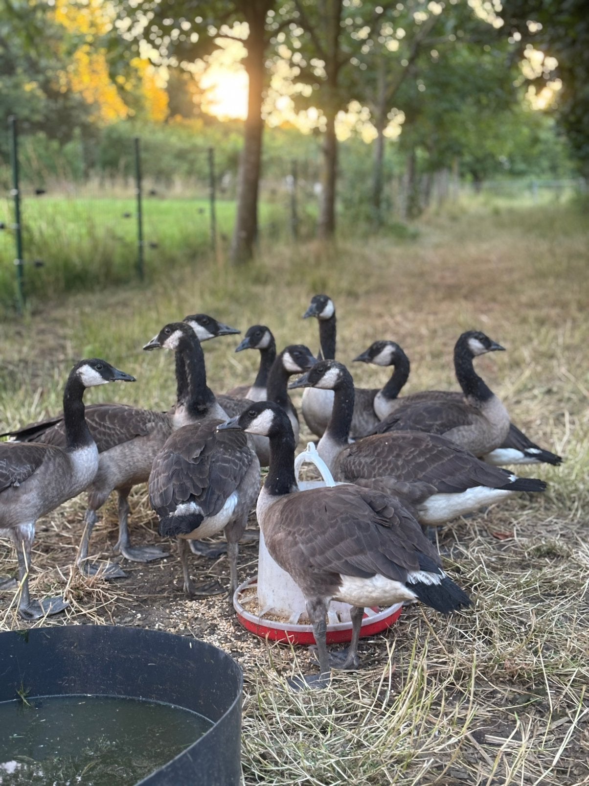 Canadese ganzen te koop, Dieren en Toebehoren, Pluimvee