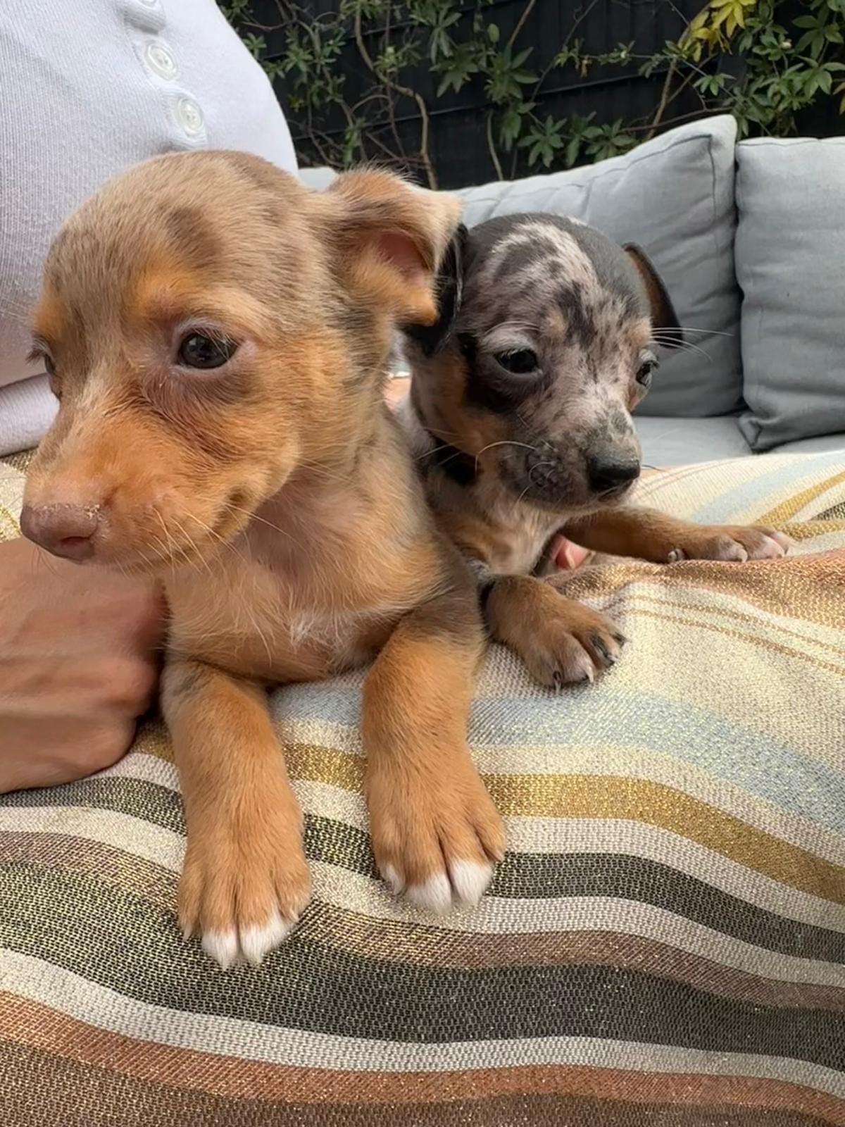 pinscher pups zoeken warme thuis, Maladie de Carré (chiens), Autres races, Plusieurs, Belgique