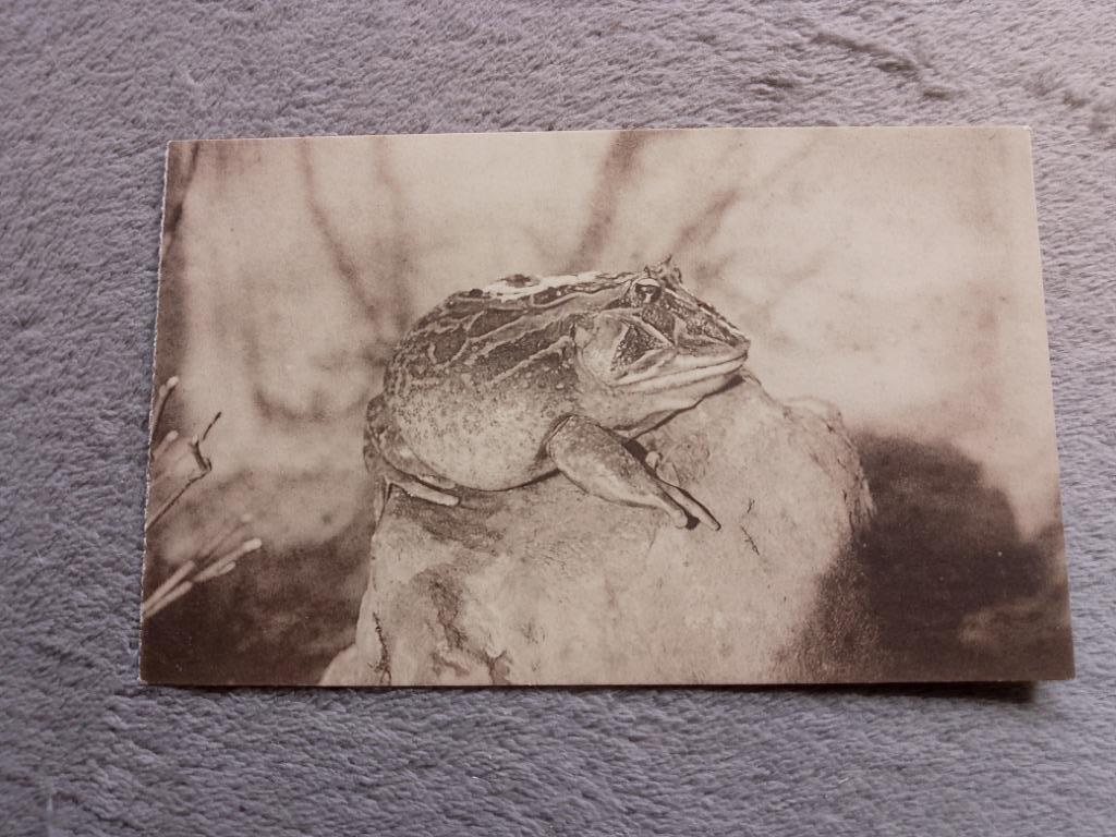 Oude postkaart hoornkikker, Verzamelen, Verzenden