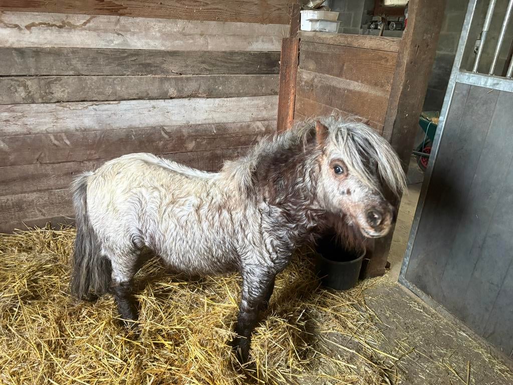 Mini paardje te koop, Dieren en Toebehoren, Met stamboom, Niet van toepassing, Hengst, A pony (tot 1.17m)