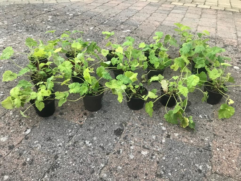 Tuinplanten, Enlèvement, Été