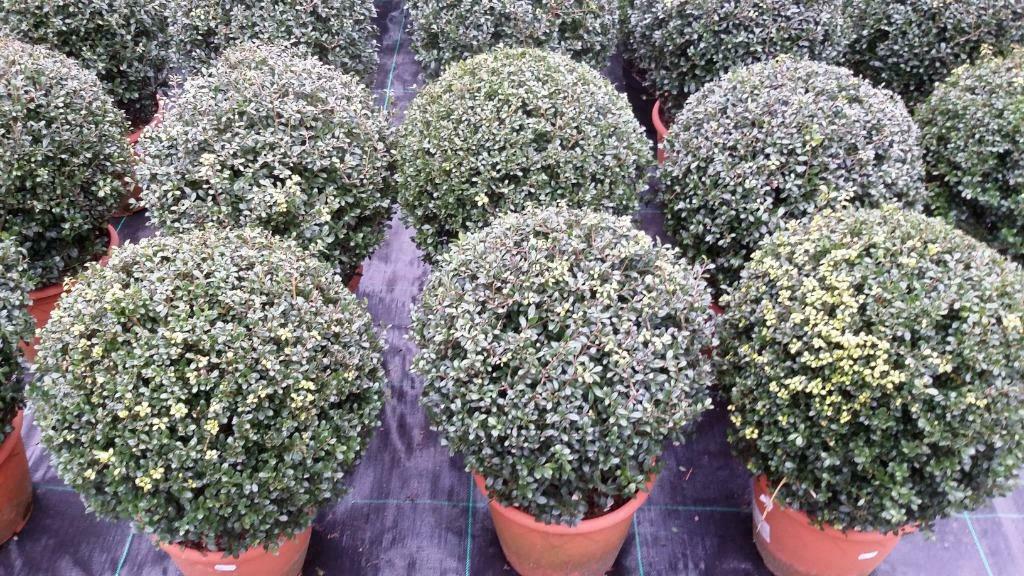ilex   bollen  25 cm en  40  cm, Tuin en Terras, Planten | Tuinplanten, Volle zon, Vaste plant, Bloeit niet, Ophalen