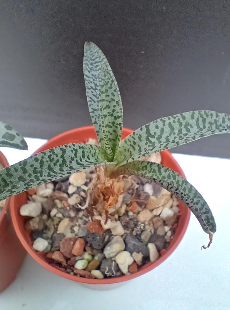 Ledebouria socialis & var. minor - Afrique du Sud, Autres espèces, Plante à fleurs, Moins de 100 cm, Plein soleil
